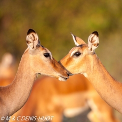 Impala