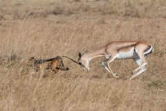 chacal à chabraque / black-backed jackal