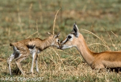 gazelle de Thomson / Thomson's gazelle
