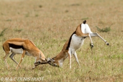 gazelle de Thomson / Thomson's gazelle