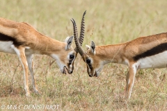 gazelle de Thomson / Thomson's gazelle