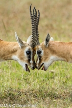 gazelle de Thomson / Thomson's gazelle