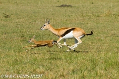 gazelle de Thomson / Thomson's gazelle