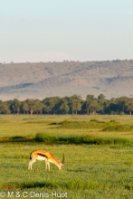 gazelle de Thomson / Thomson's gazelle