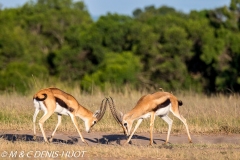 gazelle de Thomson / Thomson's gazelle