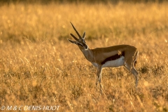 gazelle de Thomson / Thomson's gazelle