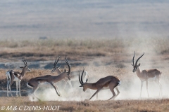 gazelle de Grant / Grant's gazella