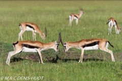 gazelle de Thomson / Thomson's gazelle