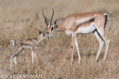 gazelle de Grant / Grant's gazella