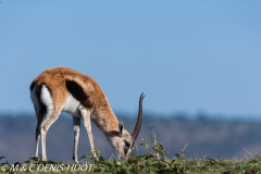 gazelle de Thomson / Thomson's gazelle