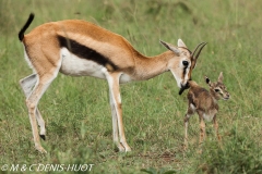 gazelle de Thomson / Thomson's gazelle