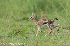 gazelle de Thomson / Thomson's gazelle