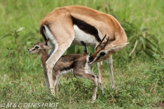 gazelle de Thomson / Thomson's gazelle