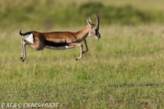 gazelle de Thomson / Thomson's gazelle