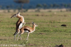 gazelle de Thomson / Thomson's gazelle