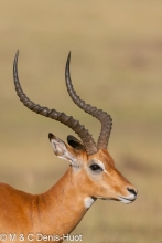 impala