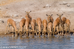 impala