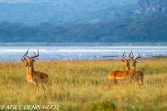 impala
