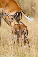impala
