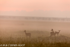 impala