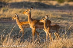 impala