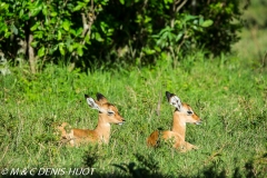 impala