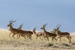 impala