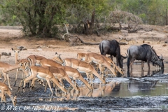 impala