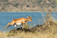 impala