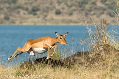 impala