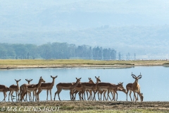 impala