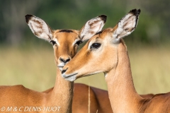 impala