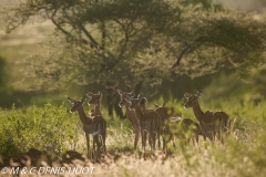 impala