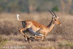 impala