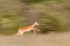 impala