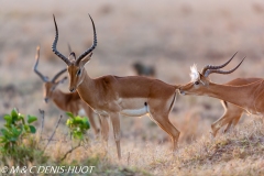 impala