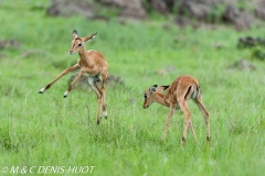 impala