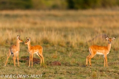 impala