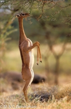 gazelle de Waller / Gerenuk