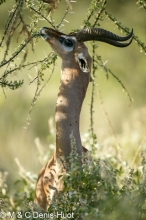 gazelle de Waller / Gerenuk