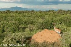 gazelle de Waller / Gerenuk