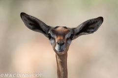 gazelle de Waller / Gerenuk