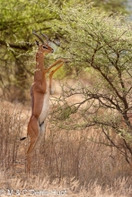 gazelle de Waller / Gerenuk