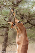 gazelle de Waller / Gerenuk