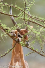 gazelle de Waller / Gerenuk