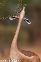 gazelle de Waller / Gerenuk