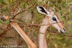 gazelle de Waller / Gerenuk