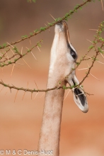 gazelle de Waller / Gerenuk