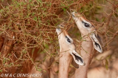 gazelle de Waller / Gerenuk