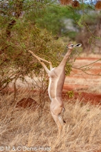 gazelle de Waller / Gerenuk